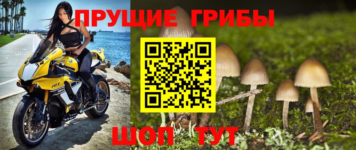Дзержинск  Псилоцибиновые грибы Psilocybine cubensis  Вход с VPN 